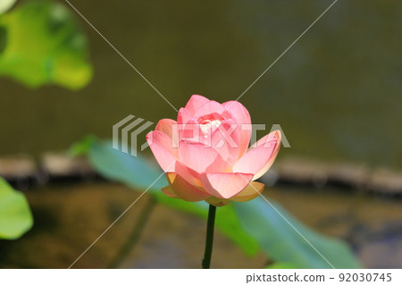 府中市地方森林公園Shukeiike Lotus 92030745