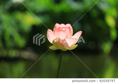 府中市地方森林公園Shukeiike Lotus 92030747