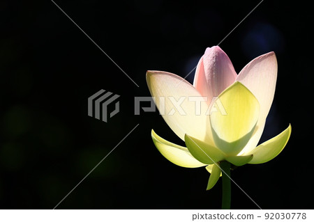 Fuchu City Local Forest Park Shukeiike Lotus Fuchu City Local Forest Park Shukeiike Lotus 92030778