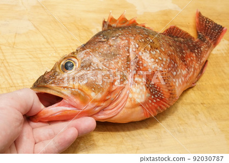 根魚蝎子魚的外觀 92030787