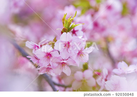 河津櫻(河津櫻花)盛開。 河津櫻(河津櫻花)盛開。 92030848