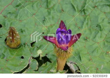 芡實 芡實 92030849