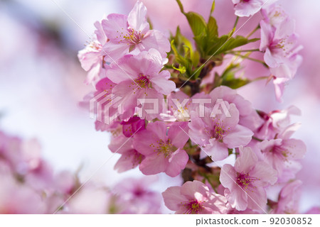 河津櫻(河津櫻花)盛開。 河津櫻(河津櫻花)盛開。 92030852