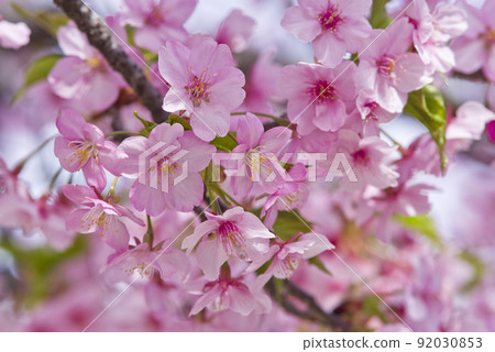 河津櫻(河津櫻花)盛開。 河津櫻(河津櫻花)盛開。 92030853