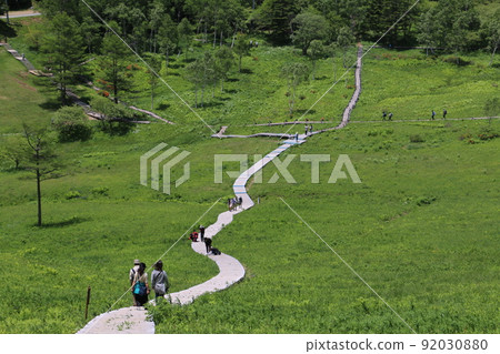 Nyukasa Marsh, a treasure trove of flowers 92030880