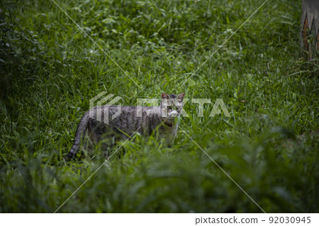 Cat 92030945
