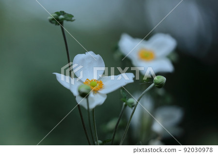 Blooming quietly in Noyama 92030978