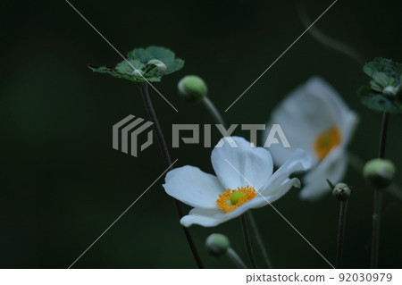 Blooming quietly in Noyama 92030979