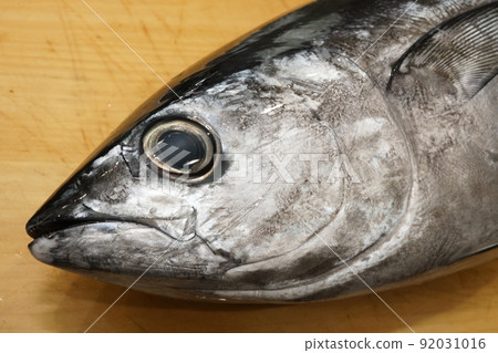 橫河,目治金槍魚的臉 橫河,目治金槍魚的臉 92031016