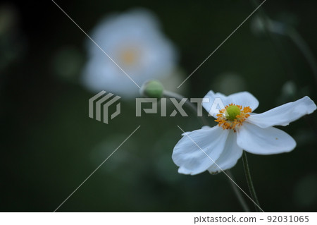 Blooming quietly in Noyama Blooming quietly in Noyama 92031065