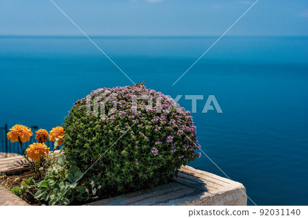 purple flowers of Thymus vulgaris bushes known as Common Thyme, Garden thyme, . thyme in front of the turquoise sea on cape Fiolent, Crimea. The concept of calmness silence and unity with nature. purple flowers of Thymus vulgaris bushes known as Common Thyme, Garden thyme, . thyme in front of the turquoise sea on cape Fiolent, Crimea. The concept of calmness silence and unity with nature. 92031140