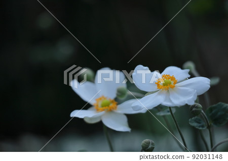 在Noyama靜靜地綻放 92031148