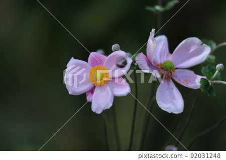 在Noyama靜靜地綻放 92031248