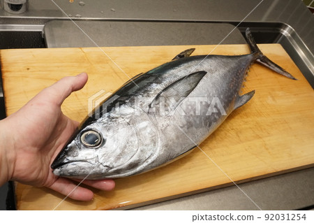 Yokowa、藍鰭金槍魚(藍鰭金槍魚、藍鰭金槍魚圖) Yokowa、藍鰭金槍魚(藍鰭金槍魚、藍鰭金槍魚圖) 92031254