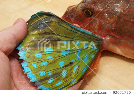Vivid and beautiful chest fins of gurnard Vivid and beautiful chest fins of gurnard 92031730