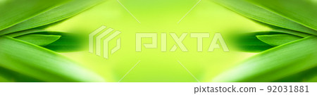 blurry leaves nature of summer green leaves natural green leaf plant used as wallpaper background 92031881