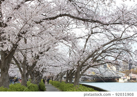 Sakuranomiya Tenmanbashi Sakura Promenade 92031908