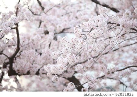 Sakuranomiya Tenmanbashi Sakura Promenade 92031922