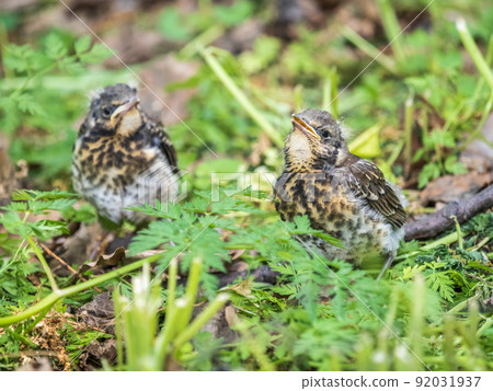 Two fieldfare chicks, Turdus pilaris, have left the nest and are sitting on the spring lawn. Fieldfare chicks sit on the ground and wait for food from its parents. Two fieldfare chicks, Turdus pilaris, have left the nest and are sitting on the spring lawn. Fieldfare chicks sit on the ground and wait for food from its parents. 92031937