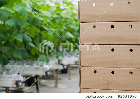 Boxes with fresh ripe cucumber. Organic food and vegetables. Healthy eating. Hydroponics in agribusiness. Growing cucumbers in a greenhouse using drip irrigation. Smooth camera movement 92031956