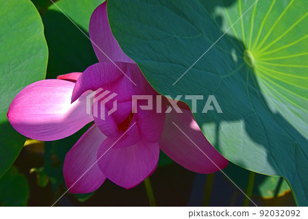 Lotus flower  92032092