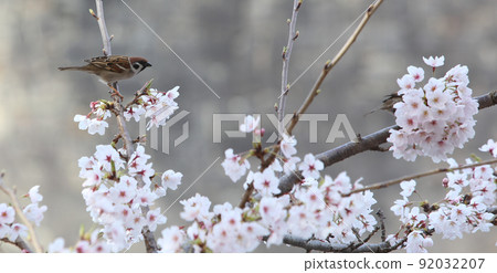 櫻花麻雀櫻花和麻雀大阪城公園櫻花麻雀麻雀 92032207