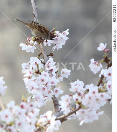 Sakura sparrow cherry blossoms and sparrows Osaka Castle Park cherry blossoms sparrows sparrows 92032211