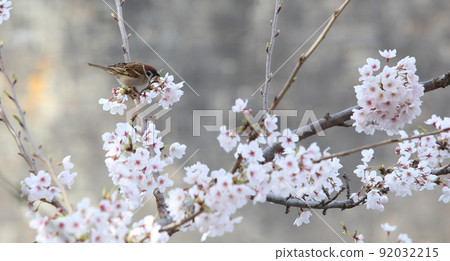櫻花麻雀櫻花和麻雀大阪城公園櫻花麻雀麻雀 櫻花麻雀櫻花和麻雀大阪城公園櫻花麻雀麻雀 92032215