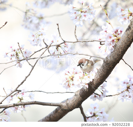 Sakura sparrow cherry blossoms and sparrows Osaka Castle Park cherry blossoms sparrows sparrows 92032228