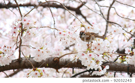 櫻花麻雀櫻花和麻雀大阪城公園櫻花麻雀麻雀 92032243