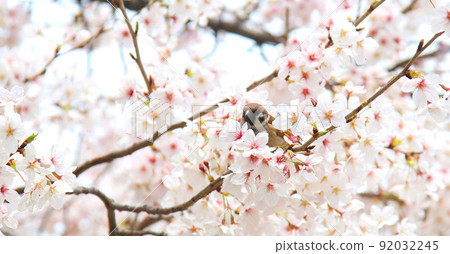 Sakura sparrow cherry blossoms and sparrows Osaka Castle Park cherry blossoms sparrows sparrows 92032245