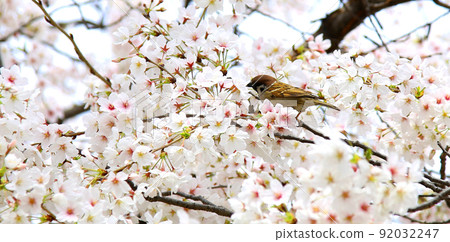 櫻花麻雀櫻花和麻雀大阪城公園櫻花麻雀麻雀 92032247