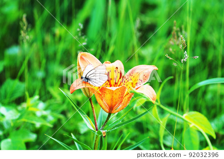 Butterflies perching on Ezosukashiyuri Butterflies perching on Ezosukashiyuri 92032396
