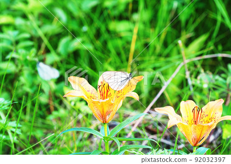 Butterflies perching on Ezosukashiyuri Butterflies perching on Ezosukashiyuri 92032397