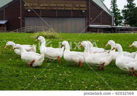 牧場鴨進行曲 92032569