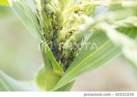 玉米花上的螞蟻和蚜蟲 92032839