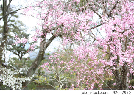 天王寺公園 櫻花 天王寺公園 櫻花 阿倍野 Harukas Kawazokoike 天芝 Wakebashi 通天閣 染井吉野 92032950
