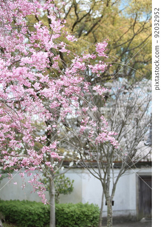 Tennoji Park Sakura Tennoji Park Sakura Abeno Harukas Kawazokoike Tenshiba Wakebashi Tsutenkaku Somei Yoshino Tennoji Park Sakura Tennoji Park Sakura Abeno Harukas Kawazokoike Tenshiba Wakebashi Tsutenkaku Somei Yoshino 92032952