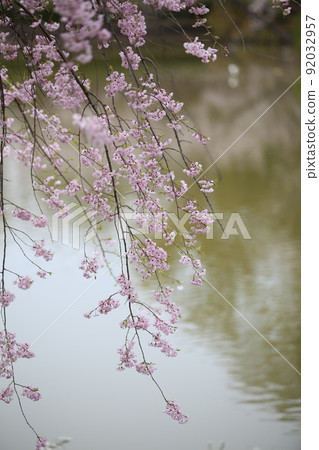 天王寺公園 櫻花 天王寺公園 櫻花 阿倍野 Harukas Kawazokoike 天芝 Wakebashi 通天閣 染井吉野 92032957