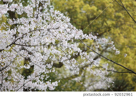 Tennoji Park Sakura Tennoji Park Sakura Abeno Harukas Kawazokoike Tenshiba Wakebashi Tsutenkaku Somei Yoshino Tennoji Park Sakura Tennoji Park Sakura Abeno Harukas Kawazokoike Tenshiba Wakebashi Tsutenkaku Somei Yoshino 92032961