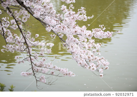 Tennoji Park Sakura Tennoji Park Sakura Abeno Harukas Kawazokoike Tenshiba Wakebashi Tsutenkaku Somei Yoshino Tennoji Park Sakura Tennoji Park Sakura Abeno Harukas Kawazokoike Tenshiba Wakebashi Tsutenkaku Somei Yoshino 92032971