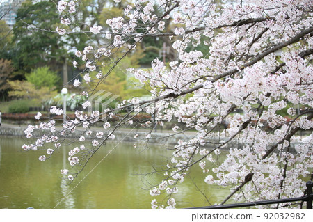 天王寺公園 櫻花 天王寺公園 櫻花 阿倍野 Harukas Kawazokoike 天芝 Wakebashi 通天閣 染井吉野 天王寺公園 櫻花 天王寺公園 櫻花 阿倍野 Harukas Kawazokoike 天芝 Wakebashi 通天閣 染井吉野 92032982