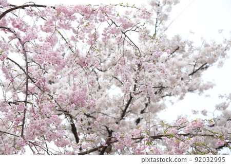 Tennoji Park Sakura Tennoji Park Sakura Abeno Harukas Kawazokoike Tenshiba Wakebashi Tsutenkaku Somei Yoshino 92032995