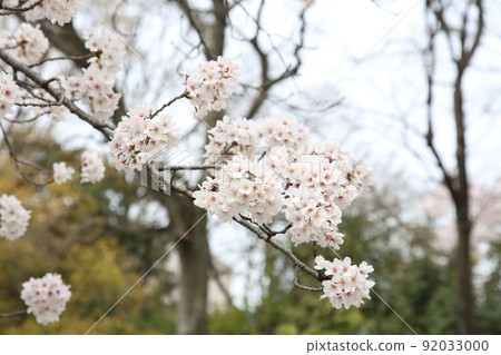 Tennoji Park Sakura Tennoji Park Sakura Abeno Harukas Kawazokoike Tenshiba Wakebashi Tsutenkaku Somei Yoshino Tennoji Park Sakura Tennoji Park Sakura Abeno Harukas Kawazokoike Tenshiba Wakebashi Tsutenkaku Somei Yoshino 92033000