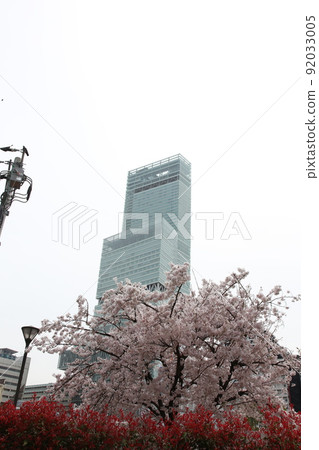 Tennoji Park Sakura Tennoji Park Sakura Abeno Harukas Kawazokoike Tenshiba Wakebashi Tsutenkaku Somei Yoshino 92033005