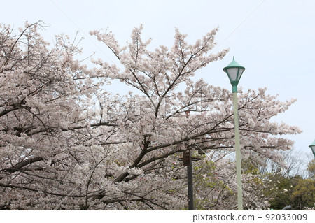 Tennoji Park Sakura Tennoji Park Sakura Abeno Harukas Kawazokoike Tenshiba Wakebashi Tsutenkaku Somei Yoshino 92033009