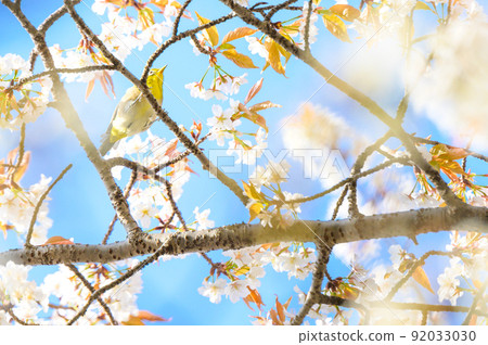 Cherry blossom trees and wild bird scenery against the backdrop of the spring sky "Sightseeing spot: Suizenji Jojuen" Cherry blossom trees and wild bird scenery against the backdrop of the spring sky "Sightseeing spot: Suizenji Jojuen" 92033030