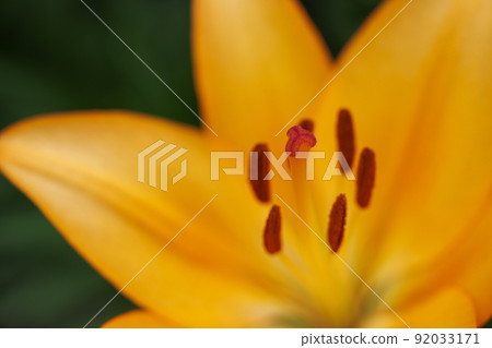 Image of wild orange lily 92033171