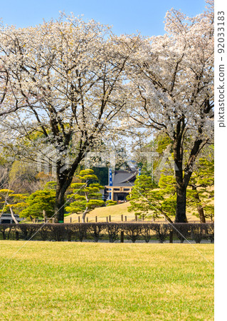 Izumi Shrine: Sakura tree scenery with the torii in the background "Sightseeing spot: Suizenji Jojuen" 92033183
