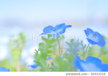 Nemophila in full bloom Nemophila in full bloom 92033216